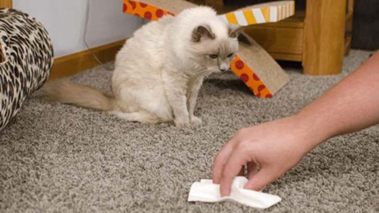 У кошки воняет моча. Животные убираются в квартире. Домашние животные для квартиры. Котенок на ковре. Кошка в квартире.